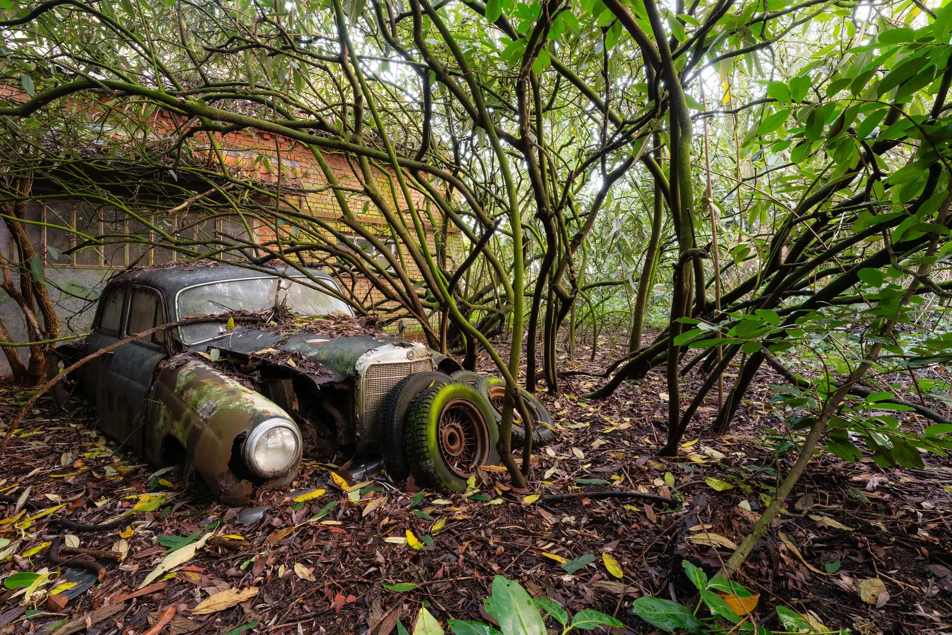 Voiture rouillée envahie par les arbres et les plantes