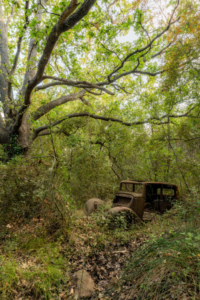 Voiture abandonnée dans une forêt dense